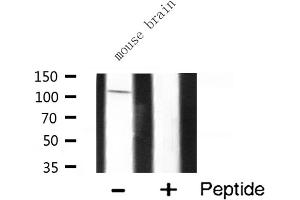 Western blot analysis of M3K13 expression in Mouse brain lysate (MAP3K13 antibody  (N-Term))