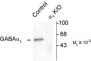 Image no. 2 for anti-gamma-aminobutyric Acid (GABA) A Receptor, alpha 1 (GABRA1) (N-Term) antibody (ABIN221189)