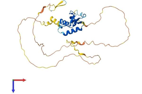 FOXI2 Protein (AA 1-311) (His tag)