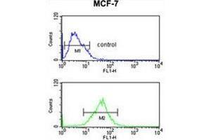 SNRPD3 Antibody (C-term) flow cytometric analysis of MCF-7 cells (bottom histogram) compared to a negative control cell (top histogram). (SNRPD3 antibody  (C-Term))