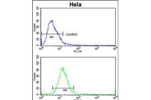 Flow cytometric analysis of Hela cells (bottom histogram) compared to a negative control cell (top histogram). (ADH6 antibody  (AA 209-240))