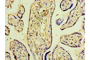 Immunohistochemistry of paraffin-embedded human placenta tissue using ABIN7150869 at dilution of 1:100 (DNAH3 antibody  (AA 1-150))