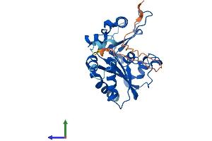 Protein Structure (PS) image for Methylmalonic Aciduria (Cobalamin Deficiency) CblC Type, with Homocystinuria (MMACHC) (AA 1-279) protein (His tag) (ABIN7560782)