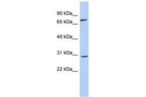 Image no. 1 for anti-Zinc Finger Protein 131 (ZNF131) (AA 467-516) antibody (ABIN6743453) (ZNF131 antibody  (AA 467-516))
