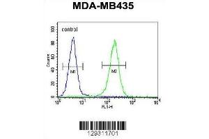 TTLL13 Antibody (Center) flow cytometric analysis of MDA-MB435 cells (right histogram) compared to a negative control cell (left histogram). (TTLL13 antibody  (Middle Region))