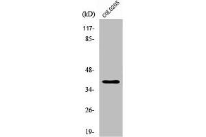 Western Blot analysis of COLO205 cells using XRCC4 Polyclonal Antibody (XRCC4 antibody  (C-Term))
