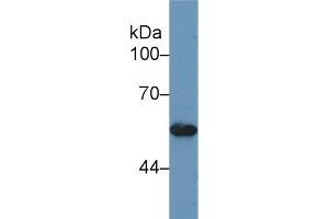 Western blot analysis of Human HeLa cell lysate, using Mouse BMP5 Antibody (1 µg/ml) and HRP-conjugated Goat Anti-Rabbit antibody (