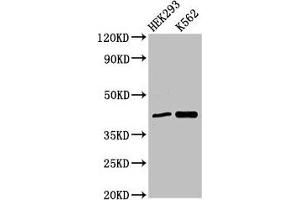 Western Blot Positive WB detected in: HEK293 whole cell lysate, K562 whole cell lysate All lanes: FANCF antibody at 3 μg/mL Secondary Goat polyclonal to rabbit IgG at 1/50000 dilution Predicted band size: 43 kDa Observed band size: 43 kDa