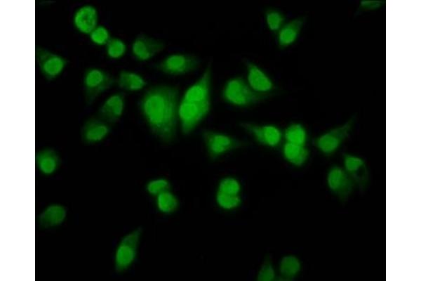 HMX2 antibody  (AA 1-150)