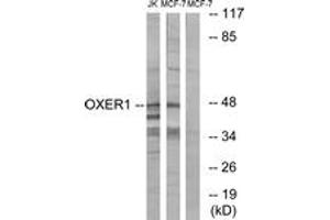 Western blot analysis of extracts from MCF-7/Jurkat cells, using OXER1 Antibody.