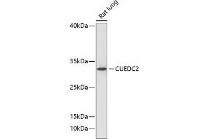 Western blot analysis of extracts of rat lung, using CUEDC2 antibody (ABIN6127673, ABIN6139247, ABIN6139248 and ABIN6218084) at 1:1000 dilution. (CUEDC2 antibody  (AA 1-150))