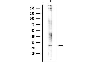 anti-RAB24, Member RAS Oncogene Family (RAB24) (Internal Region) antibody