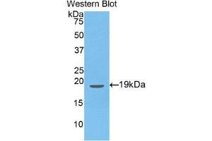 Western Blotting (WB) image for anti-Endothelin 1 (EDN1) (AA 54-202) antibody (ABIN1077983) (Endothelin 1 antibody  (AA 54-202))