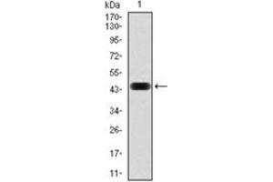 Western Blotting (WB) image for anti-NCK Adaptor Protein 1 (NCK1) antibody (ABIN1108388) (NCK1 antibody)