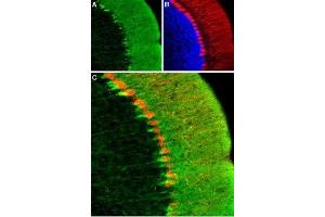 Expression of HCN1 in mouse cerebellum - Immunohistochemical staining mouse cerebellum using Anti-HCN1 Antibody (ABIN7043278, ABIN7044970 and ABIN7044971). (HCN1 antibody  (Intracellular, N-Term))