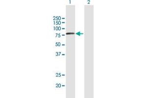 VPS53 antibody  (AA 1-670)