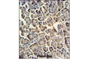 ZACN Antibody (C-term) (ABIN651282 and ABIN2840169) IHC analysis in formalin fixed and paraffin embedded human pancreas tissue followed by peroxidase conjugation of the secondary antibody and DAB staining. (ZACN antibody  (C-Term))