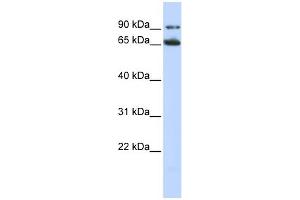 WB Suggested Anti-FZD10 Antibody Titration:  0. (FZD10 antibody  (N-Term))