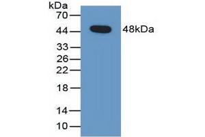 Western blot analysis of recombinant Human PEDF. (PEDF antibody  (AA 21-415))