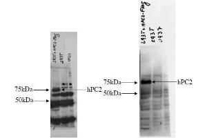 Western blotting. (PCSK2 antibody  (AA 95-107))