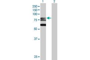 Western Blot analysis of GMPS expression in transfected 293T cell line by GMPS MaxPab polyclonal antibody. (GMP Synthase antibody  (AA 1-693))
