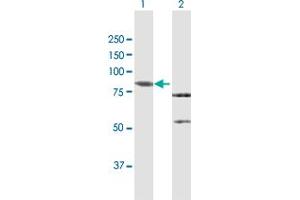 Western Blot analysis of RASGRP3 expression in transfected 293T cell line by RASGRP3 MaxPab polyclonal antibody.