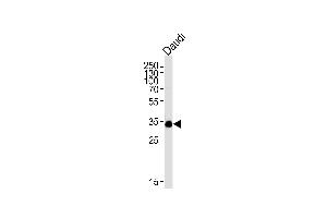 Lane 1: Daudi Cell lysates, probed with POU2AF1 (1170CT1. (POU2AF1 antibody)