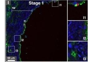 Immunohistochemistry (Paraffin-embedded Sections) (IHC (p)) image for anti-alpha-2-HS-Glycoprotein (AHSG) (AA 200-240) antibody (AbBy Fluor® 594) (ABIN2809553)