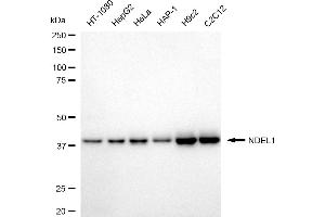 anti-NudE Nuclear Distribution E Homolog (A. Nidulans)-Like 1 (NDEL1) antibody