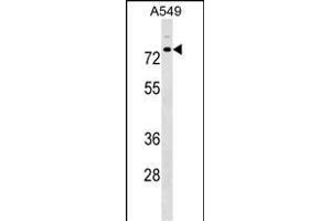 TRIM16 Antibody (N-term) (ABIN1539333 and ABIN2849029) western blot analysis in A549 cell line lysates (35 μg/lane).