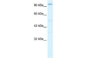 ZNF409 antibody used at 0. (ZFHX2 antibody  (Middle Region))