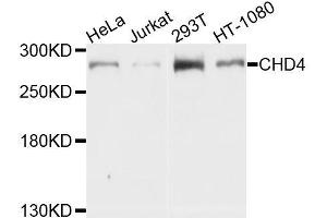 Western blot analysis of extracts of various cell lines, using CHD4 antibody. (CHD4 antibody  (AA 1520-1690))