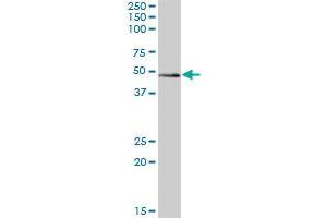 ZBTB32 MaxPab polyclonal antibody. (ZBTB32 antibody  (AA 1-302))