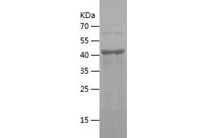 Western Blotting (WB) image for Kynurenine 3-Monooxygenase (Kynurenine 3-Hydroxylase) (KMO) (AA 39-219) protein (His-IF2DI Tag) (ABIN7283514) (KMO Protein (AA 39-219) (His-IF2DI Tag))