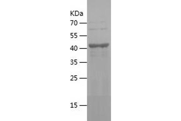 KMO Protein (AA 39-219) (His-IF2DI Tag)