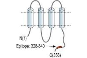Representative domain view of the target of ABIN7885024.