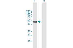 Western Blot analysis of ORC4L expression in transfected 293T cell line by ORC4L MaxPab polyclonal antibody. (ORC4 antibody  (AA 1-436))
