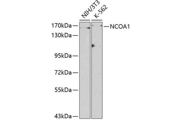 NCOA1 antibody  (AA 1222-1441)