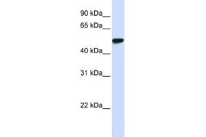 WB Suggested Anti-WDR4 Antibody Titration:  0. (WDR4 antibody  (N-Term))