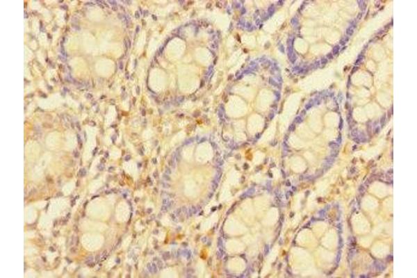 SGTB antibody  (AA 14-304)