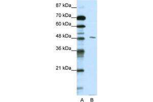 Western Blotting (WB) image for anti-Pre-B-Cell Leukemia Homeobox Protein 2 (PBX2) antibody (ABIN2461666) (PBX2 antibody)