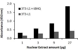 Transcription factor activity assay of mouse Nrf2 from nuclear extracts of 3T3-L1 cells or HepG2 cells treated with tBHQ (90uM) for 24 hr. (NRF2 ELISA Kit)