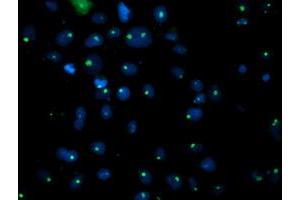 Anti-PGAM2 mouse monoclonal antibody (ABIN2454937) immunofluorescent staining of COS7 cells transiently transfected by pCMV6-ENTRY PGAM2 (RC200701). (PGAM2 antibody)