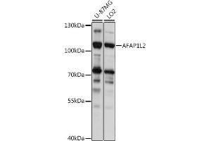 Western blot analysis of extracts of various cell lines, using L2 antibody (ABIN7265382) at 1:1000 dilution. (AFAP1L2 antibody  (AA 1-300))