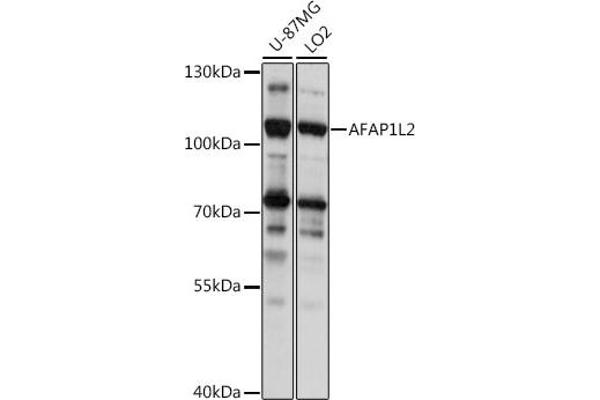 AFAP1L2 antibody  (AA 1-300)