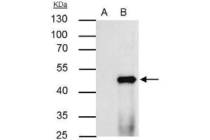 IP Image PPAR alpha antibody immunoprecipitates PPAR alpha protein in IP experiments. (PPARA antibody  (N-Term))