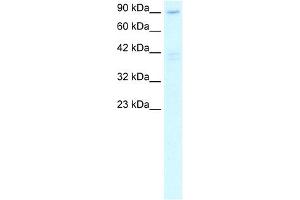 WB Suggested Anti-C20ORF194 Antibody Titration: 2. (C20orf194 antibody  (C-Term))
