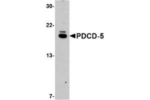 Western Blotting (WB) image for anti-Programmed Cell Death 5 (PDCD5) (C-Term) antibody (ABIN1030572) (PDCD5 antibody  (C-Term))
