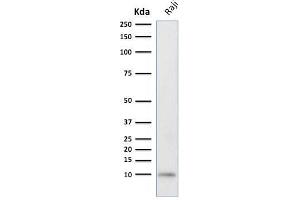 Ubiquitin B antibody  (AA 1-119)