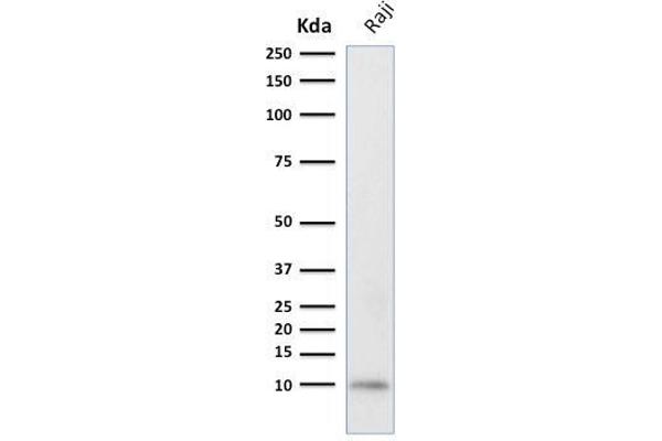 Ubiquitin B antibody  (AA 1-119)